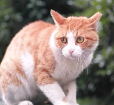 Durant l'une de vos chasses vous avez aperçu au bord de vos frontières un félin. Il appartient à un camp adverse, celui-ci est boiteux et blessé à l'épaule. L'animal ne montre aucune hostilité, il abandonne même en vous voyant. Que faites-vous ?