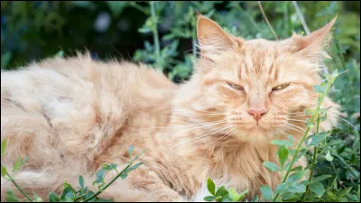 Le clan ne va pas fort en ce moment. Beaucoup d'anciens sont décédés et un seul est encore vivant, dépressif d'avoir perdu ses camarades ; vous restez à ses côtés pour lui tenir compagnie. Cependant votre lieutenant vient vous voir, vous demandant d'aller chasser. Que faites-vous ?