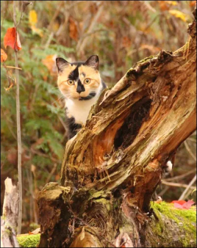 Vous avez appris il y a peu que votre chef est à sa dernière vie. Encadré par deux autres chats, vous êtes en chemin pour la Pierre de Lune. Cependant, vous tombez dans une embuscade. Le combat fait rage, votre lieutenant vient de rendre l'âme tandis que votre chef est en mauvaise posture, se faisant attaquer par un ennemi. Que faites-vous ?
