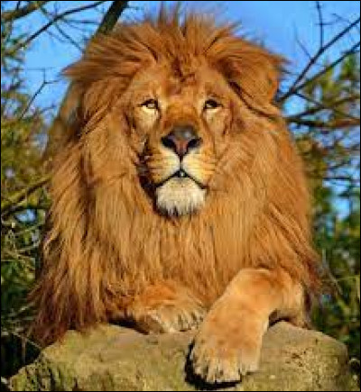 L'habitat naturel du lion est dans la partie Ouest de l'Inde.