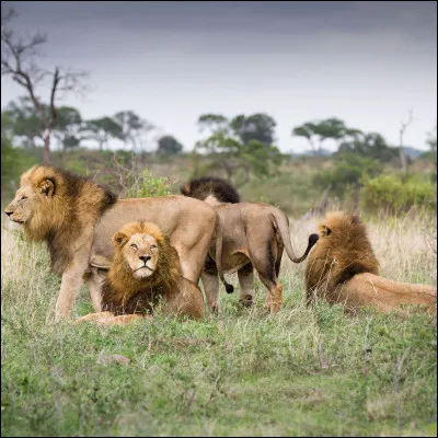 La danse du lion est pratiquée au Nouvel An égyptien.