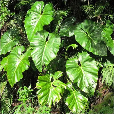 Quelle est cette plante ornementale, qui porte un nom signifiant "ami des arbres" ?