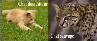 Et enfin, es-tu sauvage ou domestique ?