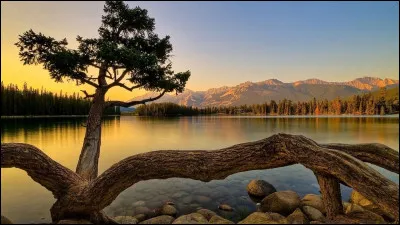 Qui a écrit le recueil de nouvelles intitulé "L'Arbre des possibles" ?