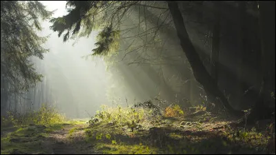Sur quel arbre les noix de cajou poussent-elles ?