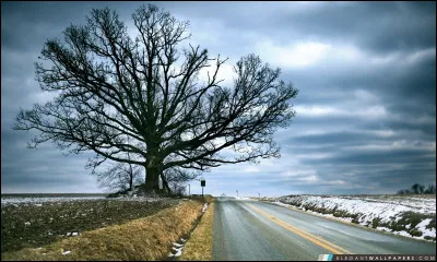 Quelle actrice accompagne Montgomery Clift dans le long-métrage 'L'Arbre de vie" ?
