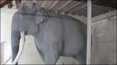 Art : quel nom porte l'éléphant empaillé du musée des beaux-arts de Tours ?