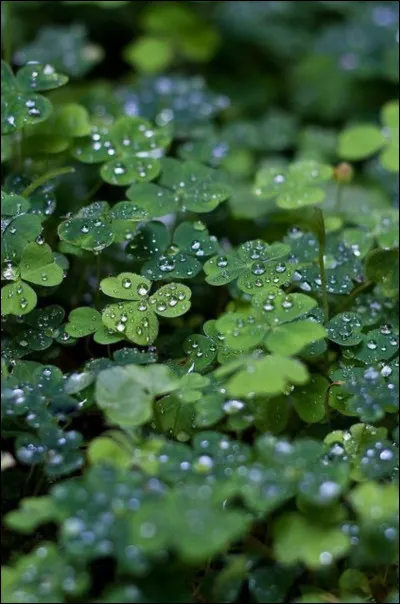 Aimes-tu les plantes ?