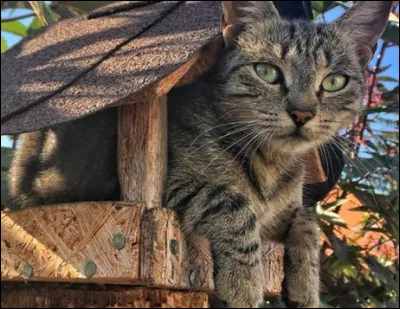 Vous décidez d'adopter un chat, pour vous quelle devrait-être sa qualité primaire ?