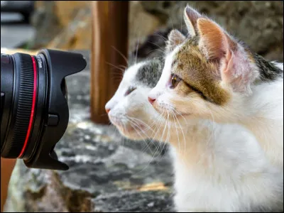 Vous êtes à la recherche de chats sauvages pour des photos à mettre sur votre blog animalier. Que cherchez-vous en priorité pour savoir s'il y a des chats non loin ?