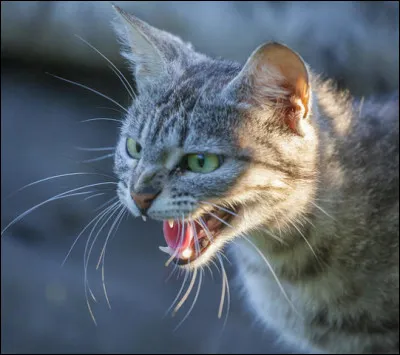 Pour vous, parmi ces quatre propositions, quelle personne est la moins pardonnable ?