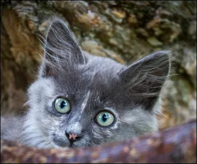 Imaginons que vous êtes membre d'un clan dans le rôle du guerrier. Vous venez de déposer vos proies à la place adéquate ; à ce moment-là, un chaton admiratif s'approche de vous, la reine est actuellement absente, en train de boire non loin. Que faites-vous ?