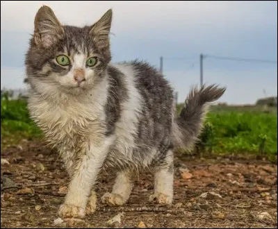 La pluie s'est abattue il y a peu sur le clan, la terre est boueuse et votre pelage à quelques traces de terre, vous faites votre toilette, mais selon vous, pourquoi ?