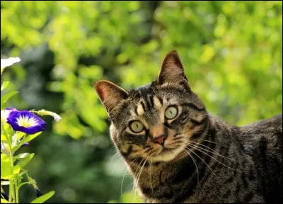 Parmi ces quatre photos, quel endroit vous donne le plus envie d'y habiter si vous étiez un félin ?