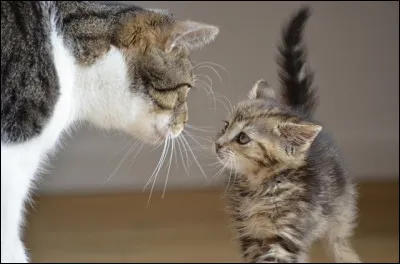 Malheureusement, Tornade de Givre, le lieutenant, vous voit. Il commence à vous faire la leçon, que fais-tu ?