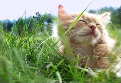 Plus tard, ta mère vient te consoler mais tu lui en veux toujours. Elle ajoute que la cheffe a décidé que tu devais encore rester une lune entière à la pouponnière. En colère, tu lui demandes (en criant) pourquoi ton frère a le droit d'être apprenti et pas toi. Elle te répond que c'est comme ça, ce qui t'énerve encore plus. Le soir, quand tout le monde dort, tu décides de fuguer. Par où vas-tu ?