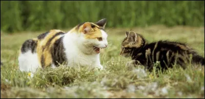 En chemin, tu croises un solitaire qui te propose de t'accueillir dans sa cabane de bipède abandonnée. Tu le suis puis une fois à l'intérieur, tu lui demandes si tu peux rester avec lui. Il accepte puis te dit qu'il s'appelle Alpha. En te couchant, tu fais le vu de...