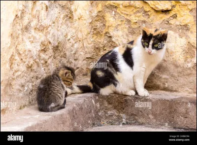 Plus tard, Alpha reparti. Flèche (ta nouvelle mère) t'explique qu'il lui arrive souvent de partir durant plusieurs semaines puis de revenir. Elle ajoute qu'avant d'être solitaire, il était domestique et encore avant, il faisait partie d'un clan de chats sauvages. Comment réagis-tu ?