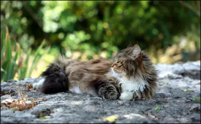 Le lendemain, Flèche vous emmène voir sa sur (ta nouvelle tante) qui loge dans un ancien terrier de renard. Malheureusement, celle-ci est gravement malade et tu reconnais le mal blanc. Eux, ne connaissent pas la maladie mais toi, tu te souviens que pour guérir quelqu'un du mal blanc il faut de l'herbe à chat. Que fais-tu ?
