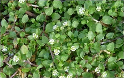 Avec quelle plante Faramir est-il soigné ?
