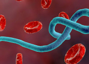 Quiz Le virus Ebola