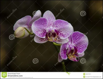 Quelques lunes plus tard, toi, Petit Secret et Petite Pierre vous devenez apprentis : Petit Secret devient Nuage de Secret, Petite pierre devient Nuage de Pierre et toi Nuage d'Orchidée. Tu as comme mentor Tempête de Neige (tu es son premier apprenti).