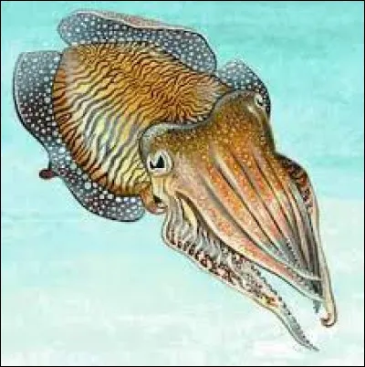 Tout le monde conna&icirc;t l�os de seiche, qui est en fait plut&ocirc;t une coquille interne de l�animal. Elle est solide et pleine de trous. Quel est son r&ocirc;le ?