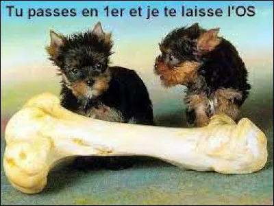 Qu�est-ce que l�os appel&eacute; &laquo; Baculum &raquo; ?