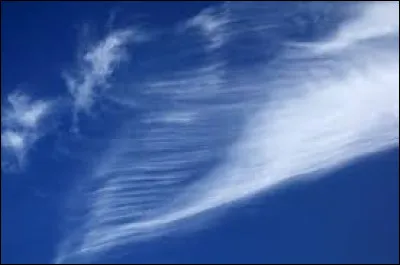 Parmi les os, il en existe qui contiennent de l’air. Chez qui trouve-t-on ce type d’os ?
