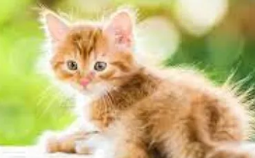 Quiz Animaux