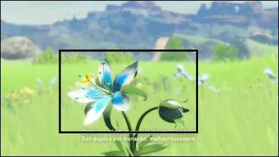 Comment s'appelle cette plante ?