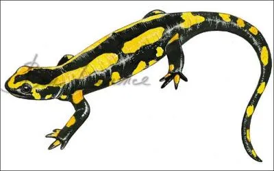 Animal emblme du roi Franois 1er.