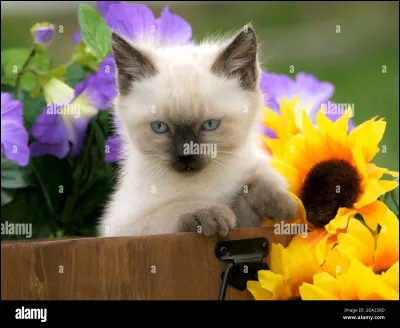 Combien ont survécu ?