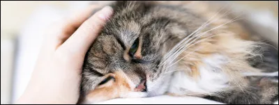 Comment s'appelait son amie chat domestique ?