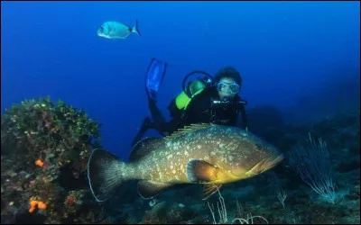 Pour Claude Duneton, qui est "l'animain" ?