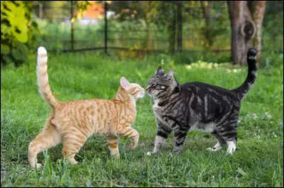 Il se met &agrave; pleuvoir, ce qui &eacute;teint le feu, ne laissant que de la fum&eacute;e. P&acirc;ris te propose que tu l'accompagnes &agrave; sa maison pour que vous soyez &agrave; l'abri &agrave; la fois de la pluie, de la fum&eacute;e et de la panique. Y vas-tu ?