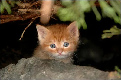 &Ccedil;a fait maintenant 3 lunes que tu es apprentie et alors que tu te prom&egrave;ne sur le territoire, tu aper&ccedil;ois une queue rousse qui d&eacute;passe d'un buisson de ronces. Tu t'approches pour voir qui c'est mais tu ne connais pas ce chat. Tu remarques alors qu'il porte un collier : c'est un chat domestique ! Des &eacute;pines se sont accroch&eacute;es &agrave; son pelage, l'emp&ecirc;chant de bouger. Que fais-tu ?