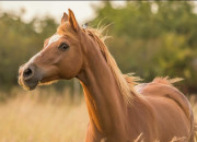 Quiz Connais-tu bien le cheval ?
