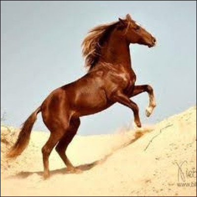 Un cheval noir, de dressage en général, avec des fanons touffus, une longue crinière et une longue queue, ça te dit quelque chose ?