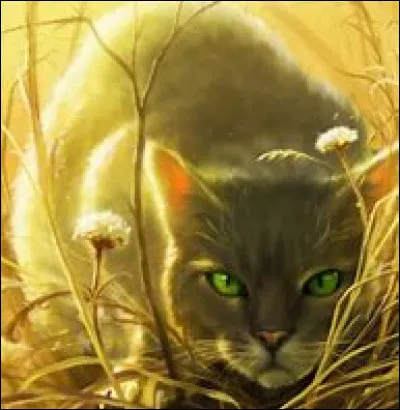 Quel est le pouvoir d'Aile de Colombe ?