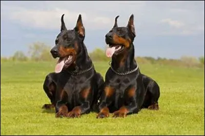 Quelle est cette race ?