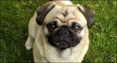 De quel pays est le carlin ?