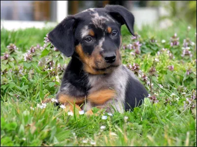 Quelle est cette race ?