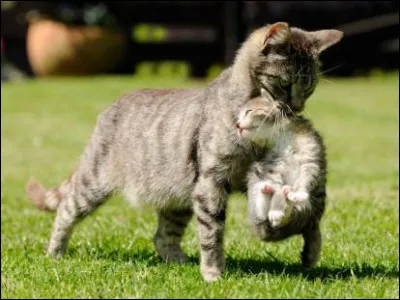 Vous tirez le cadavre d'Alpha dans un tas de branches pour entamer votre deuil mais il y a toujours de la fumée donc Flèche vous ramène hors de la forêt, pour éviter d'abîmer vos petits poumons. Plus tard, elle vient te parler seule, te demandant si ça t'était déjà arrivé d'avoir des visions. Ça t'était déjà arrivé quand tu avais deux lunes mais tu lui réponds...