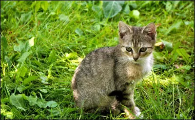 Le lendemain, il va mieux mais a toujours du mal à bouger à cause de la douleur. Comme il ne dit rien, tu engages la conversation en...
