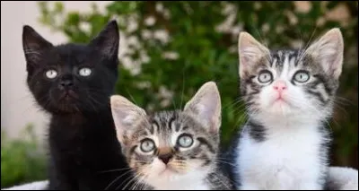 Il ne répond rien, faisant grandir tes doutes. Deux jours plus tard, il est apte à repartir dans sa cabane. Après son départ, tu sors faire un tour avec tes frères et surs et leur demandes ce qu'ils en pensent. Oggi vous dit qu'il pense que c'est à cause d'un chat sauvage enragé. Toi, tu penches plutôt pour...