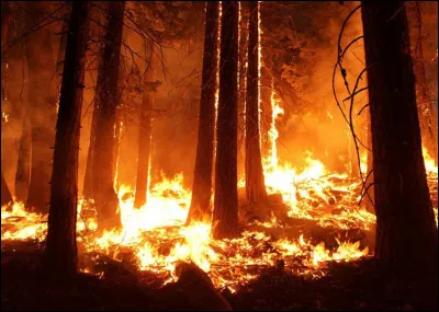 Le matin, une odeur de brûlé flotte dans l'air, ce qui te fait penser à ton cauchemar. Vous allez voir et découvrez que... la forêt prend feu ! Les chats des clans courent dans tous les sens pour tenter d'échapper aux flammes mais certains sont blessés. Tu te rappelles alors qu'Alpha a du mal à se déplacer et qu'il est toujours là-bas ! Que fais-tu ?