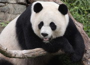 Quiz Connais-tu bien les pandas ?
