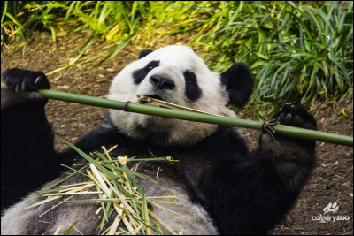 Que mangent les pandas ?