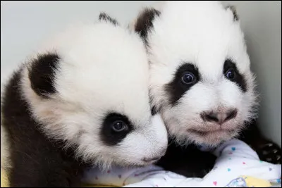 Combien de bébés le panda peut-il avoir ?